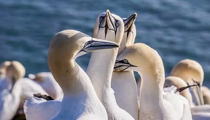 JiuyouAPP下载-明星运动员线上见面会粉丝热情高涨，运动员找明星