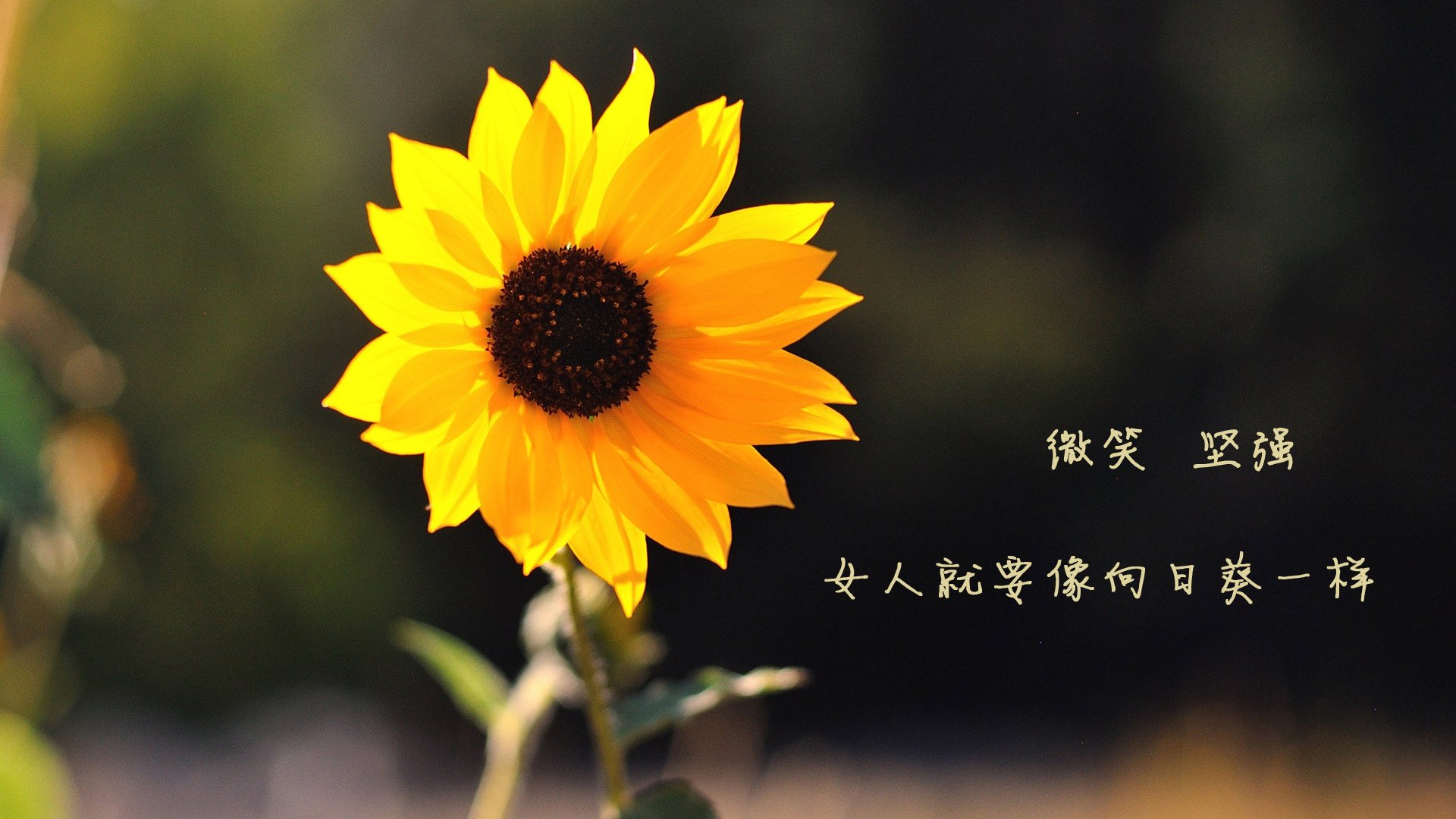 AC米兰赢得近期一场激烈的意甲联赛，ac米兰意甲成绩