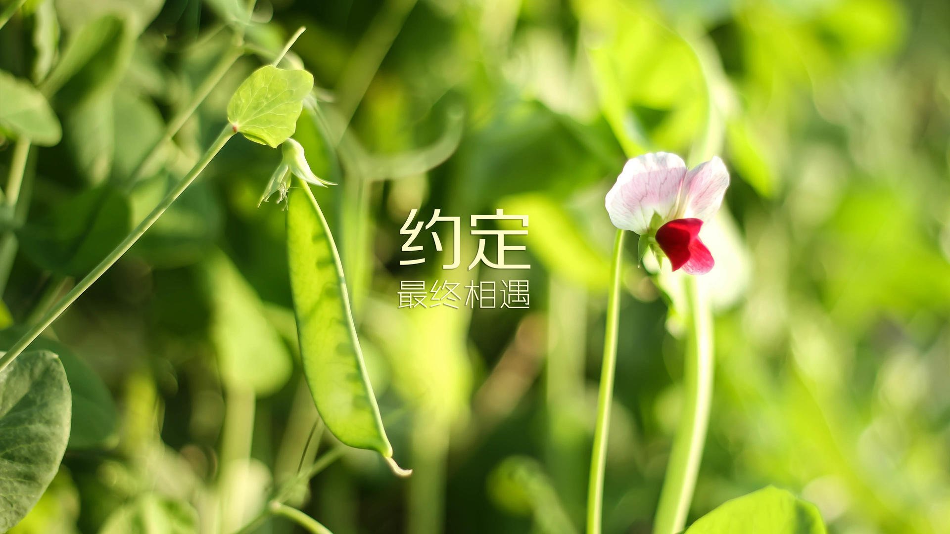 法甲劲旅签下巴西新秀，引发关注和期待，巴西甲级联赛冠军
