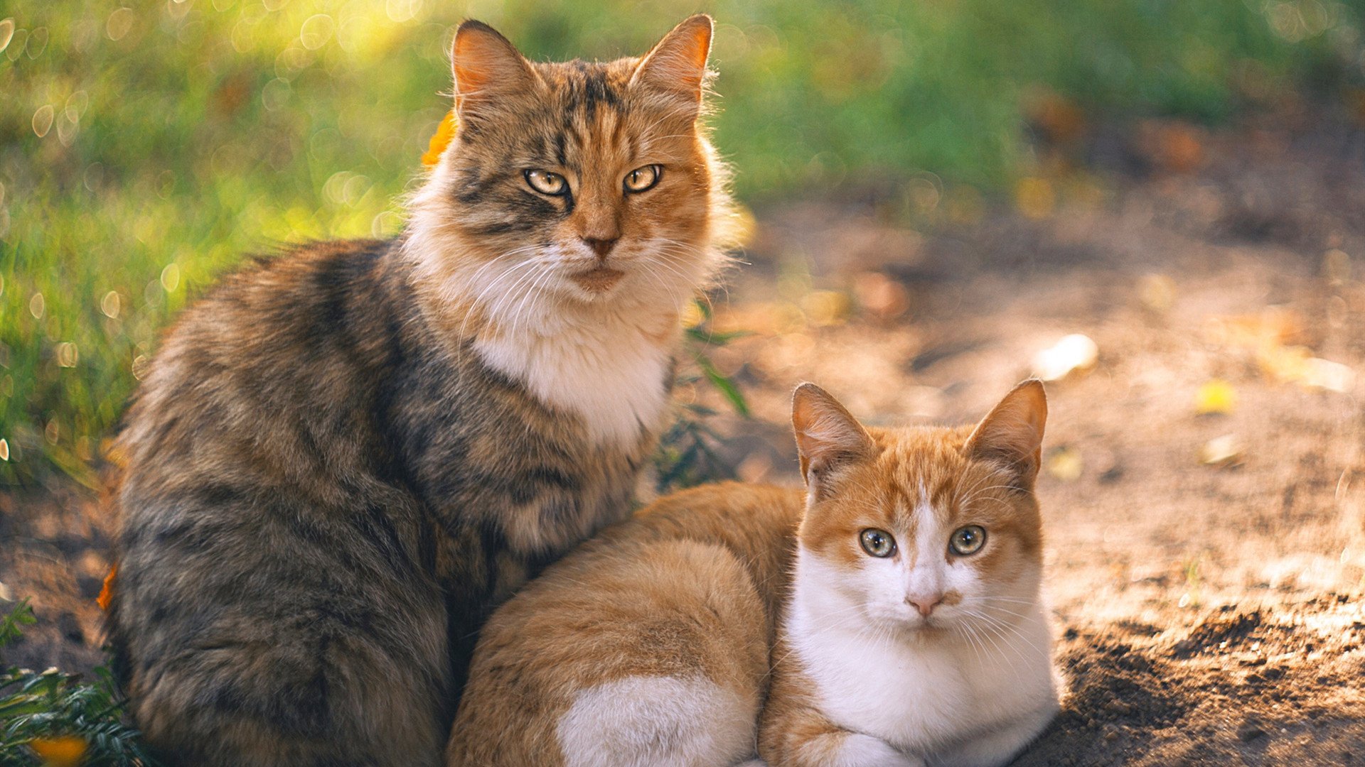 篮球运动员心理健康促进及干预措施研究，篮球运动员的心理选材
