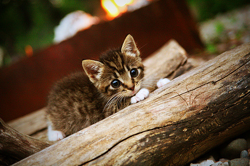 高校体育运动技能标准体系构建研究，高等学校体育工作基本标准2020