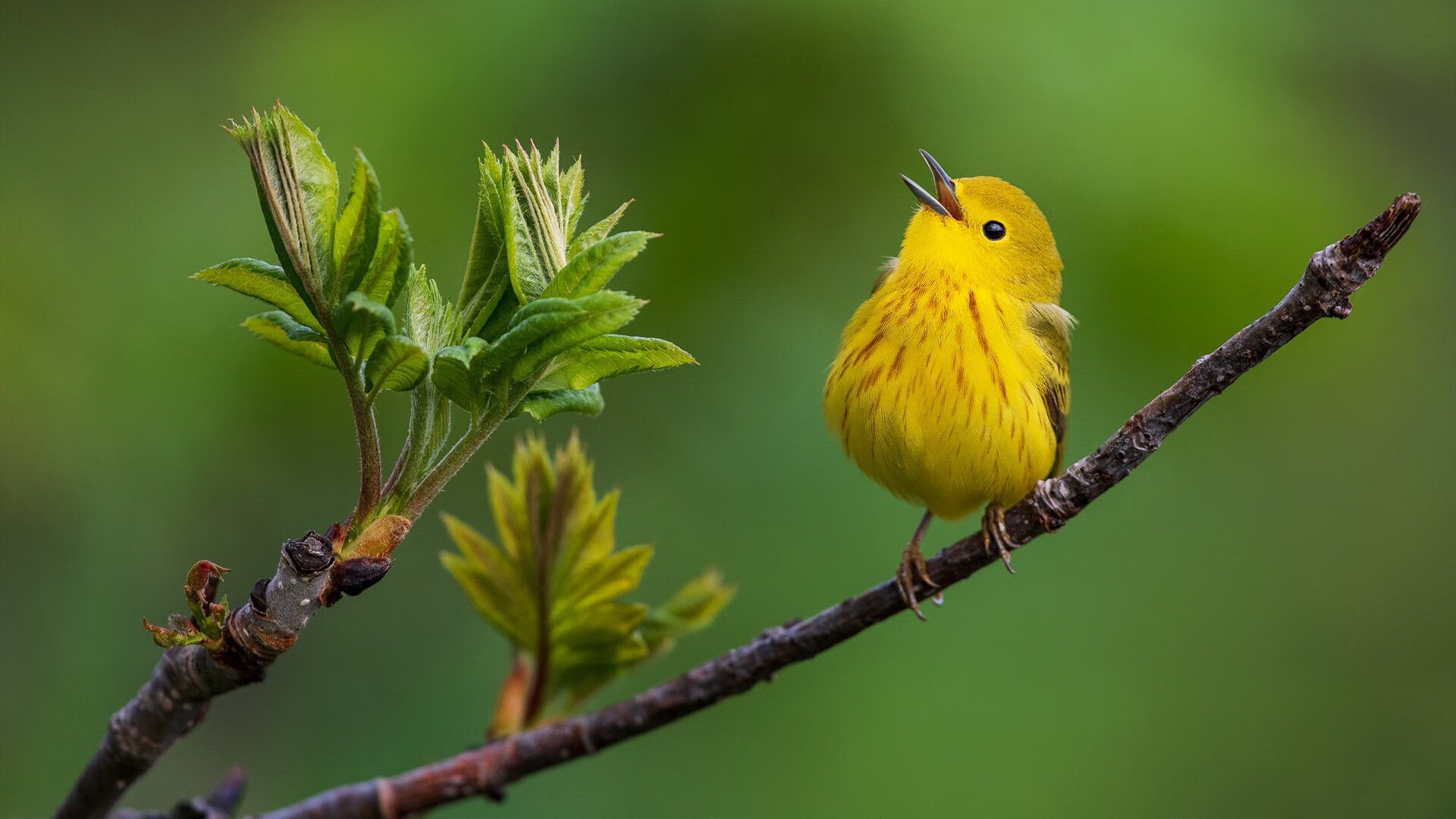 九游网页版官网入口-未来崛起的澳大利亚队：如何借助国际赛事强化技战术，澳大利亚队怎么样