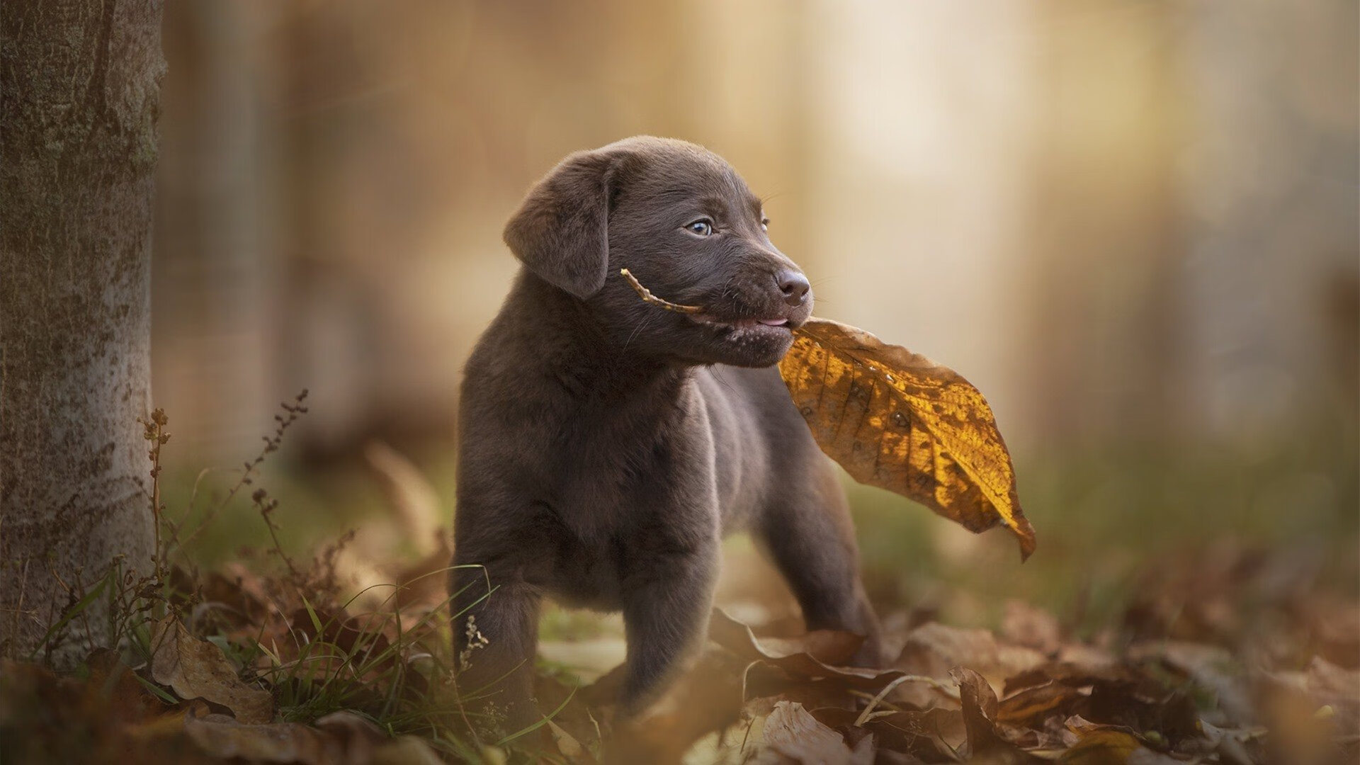 深圳领航队全员参与封闭训练备战重要阶段,深圳领航者队球员名单