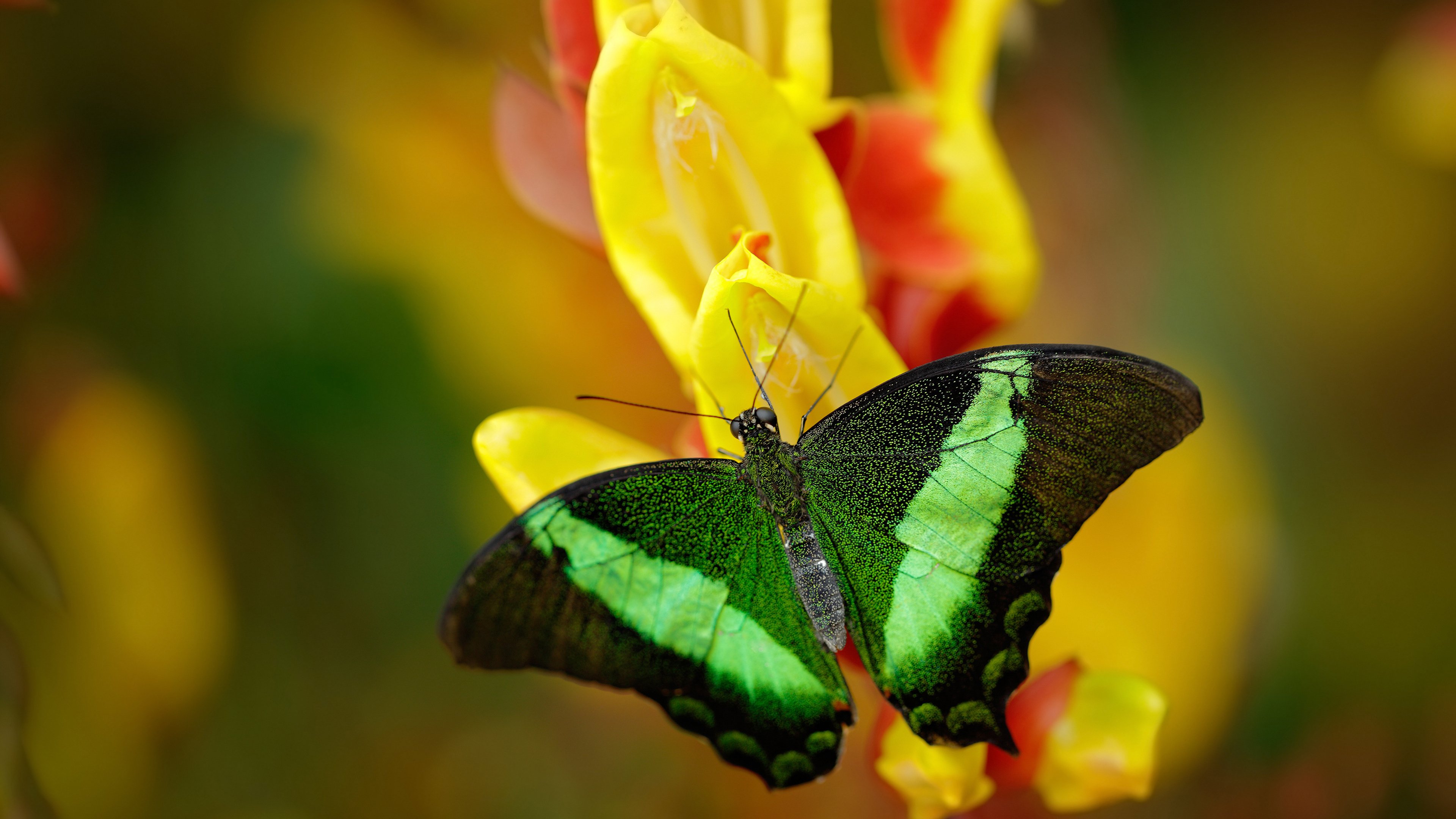 九游下载官网-C罗赛前鼓舞全队展现老将风范，c罗踢比赛
