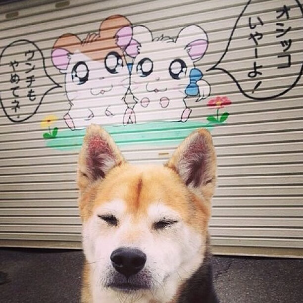 “阿根廷美洲狮队新纪元：马丁·高尔西的崛起标志着新未来”