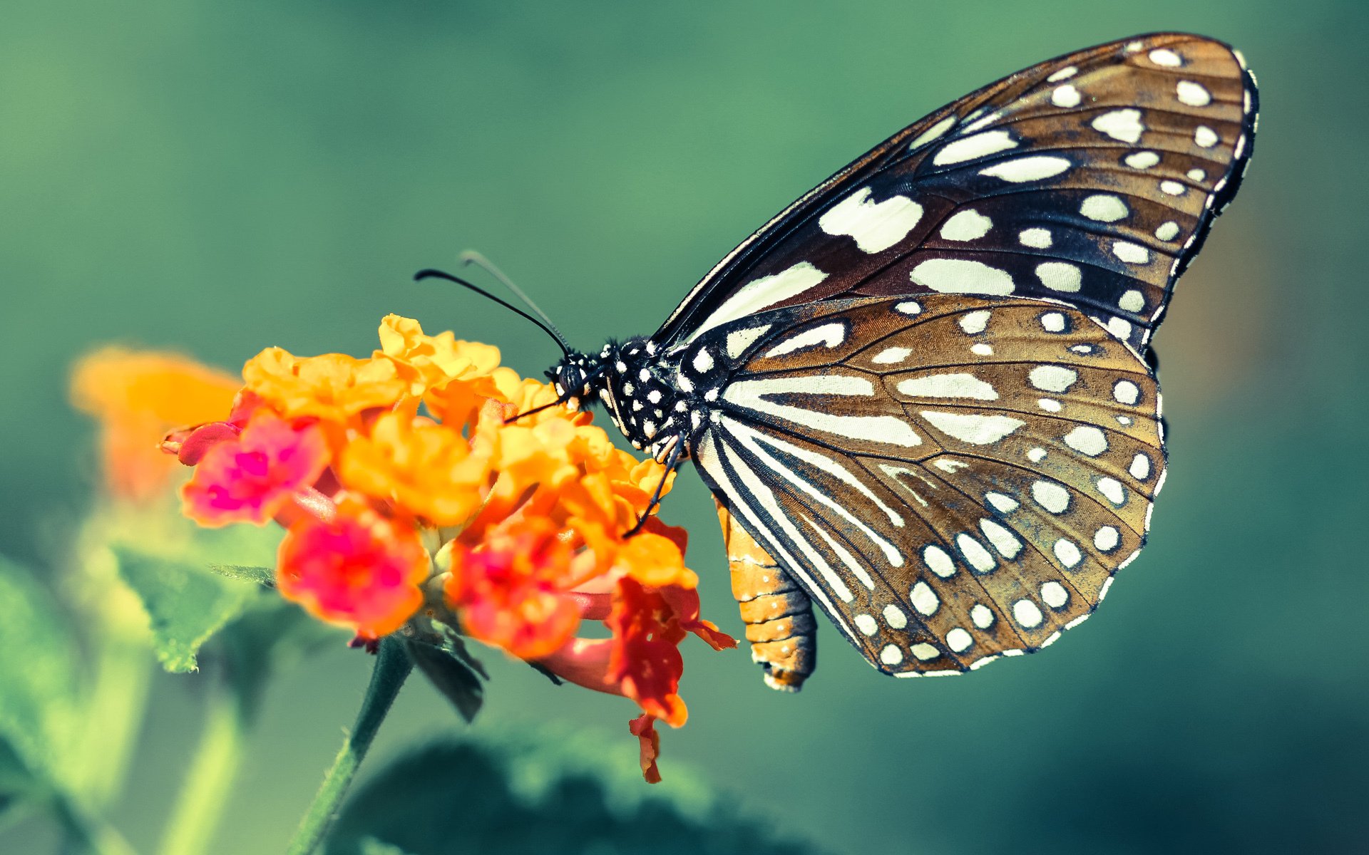 九游（jiuyou.com）游戏-中国足协正式公布青训营建设标准与考核细则，中国足协正式公布青训营建设标准与考核细则