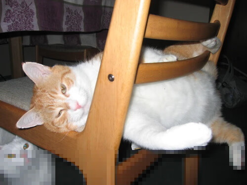 凯尔特人组织战术答疑活动增进团队理解,凯尔特人发展联盟球队