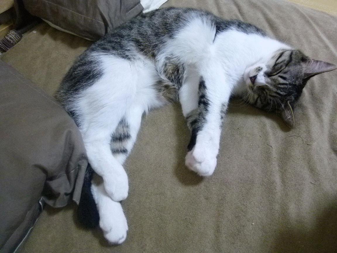 九游下载安装-国家女篮备战亚洲杯战略调整提升攻防转换速度和效率，女篮亚洲杯女篮