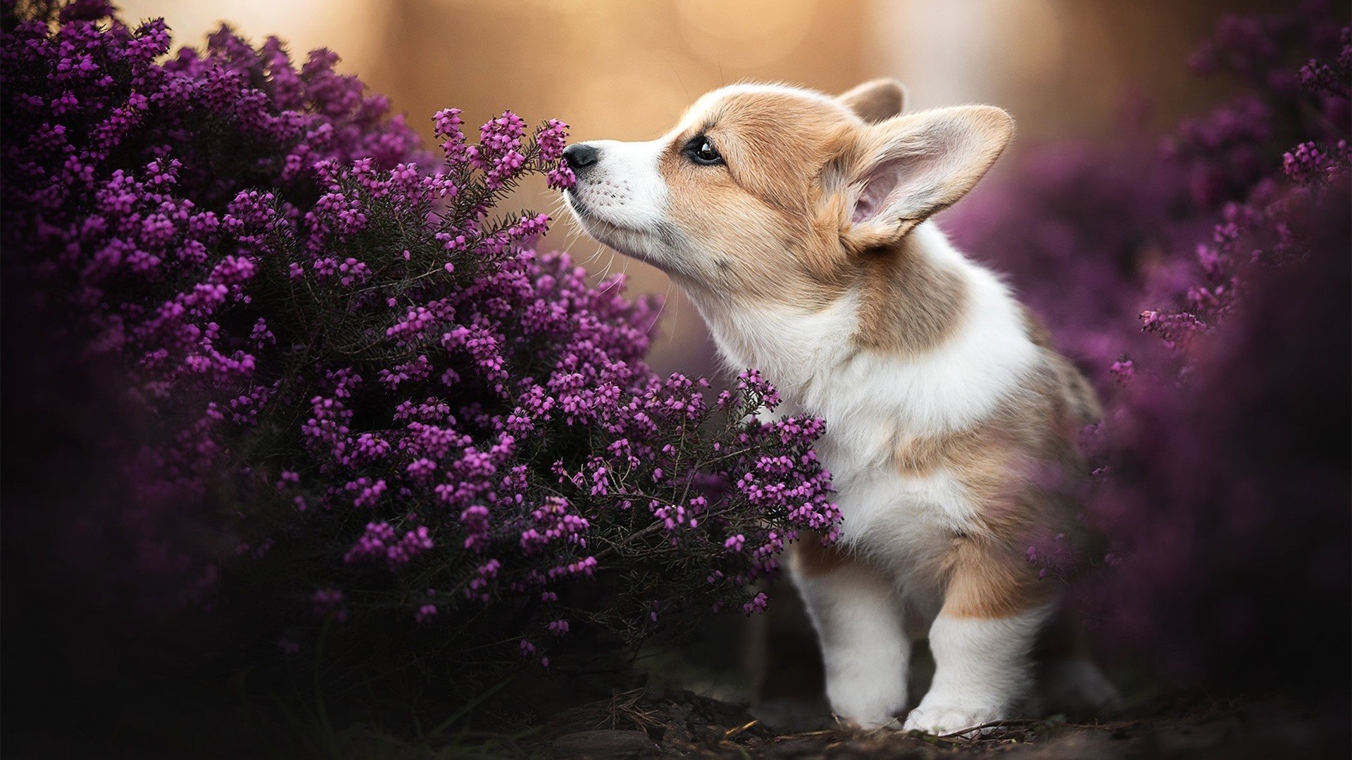 拜仁慕尼黑持续领跑德甲,追求三冠王