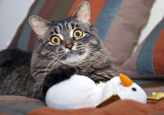 九游娱乐APP-斯洛文尼亚男篮在欧洲锦标赛中赢得金牌，历史新高