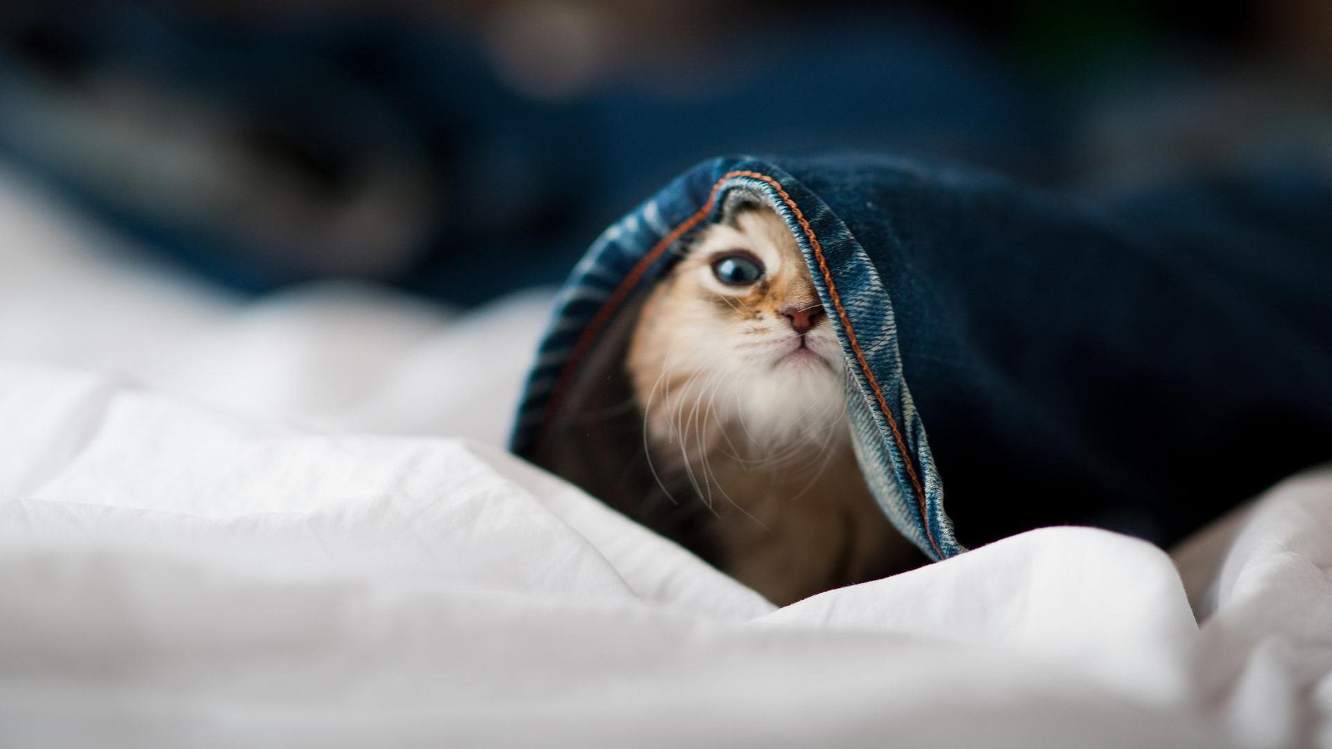 水球攻防转换波兰行云流水，波兰球设定