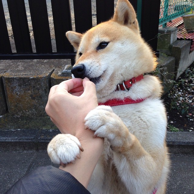 特色足球运动装备价格逐步降低,普及面扩大,国内足球装备品牌