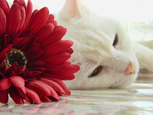 男子跳水动作细节改善显著,男子跳水几个动作