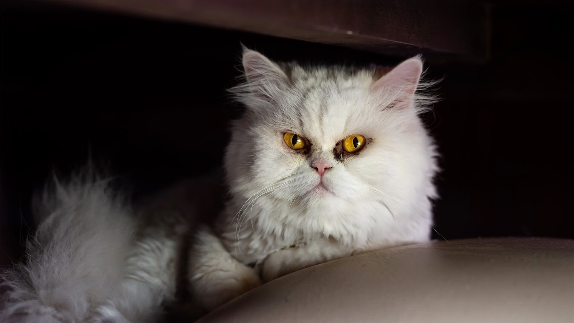 英超竞争激烈,数支豪门迎来关键战役