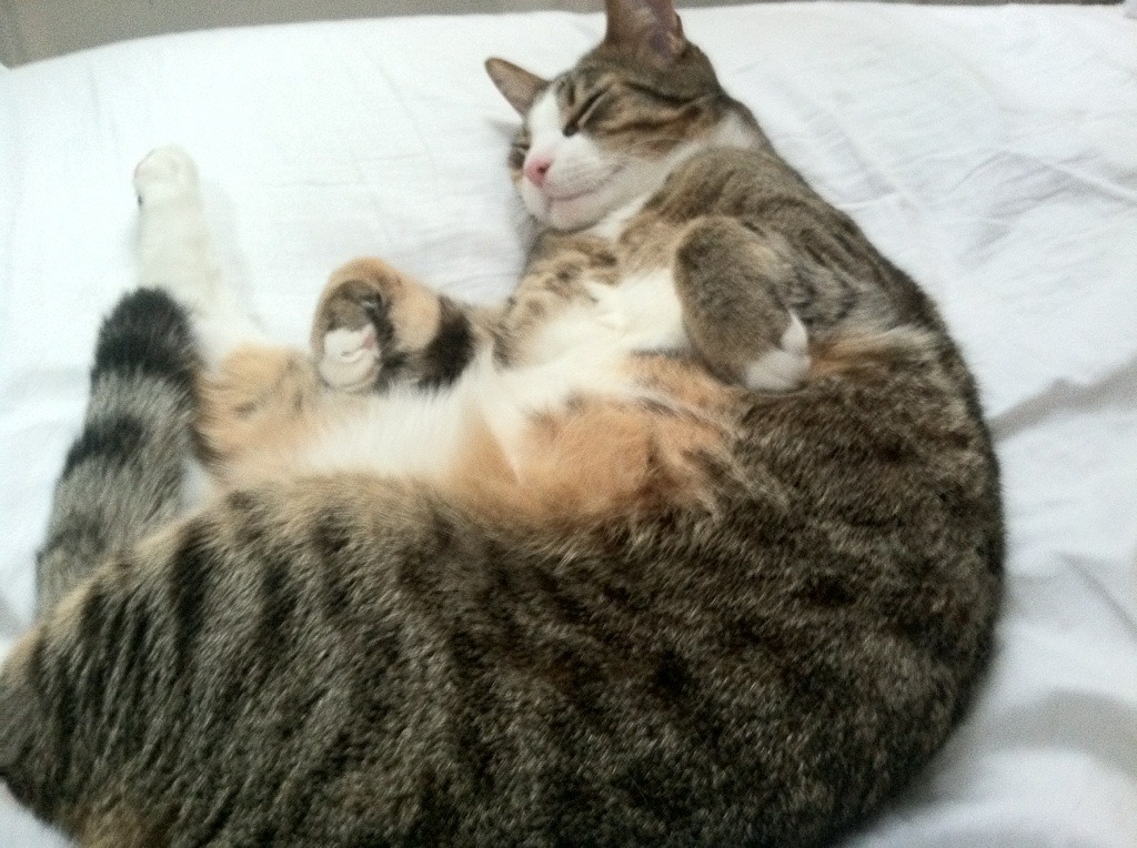 足球运动员个人品牌打造策略分析，足球运动员品质