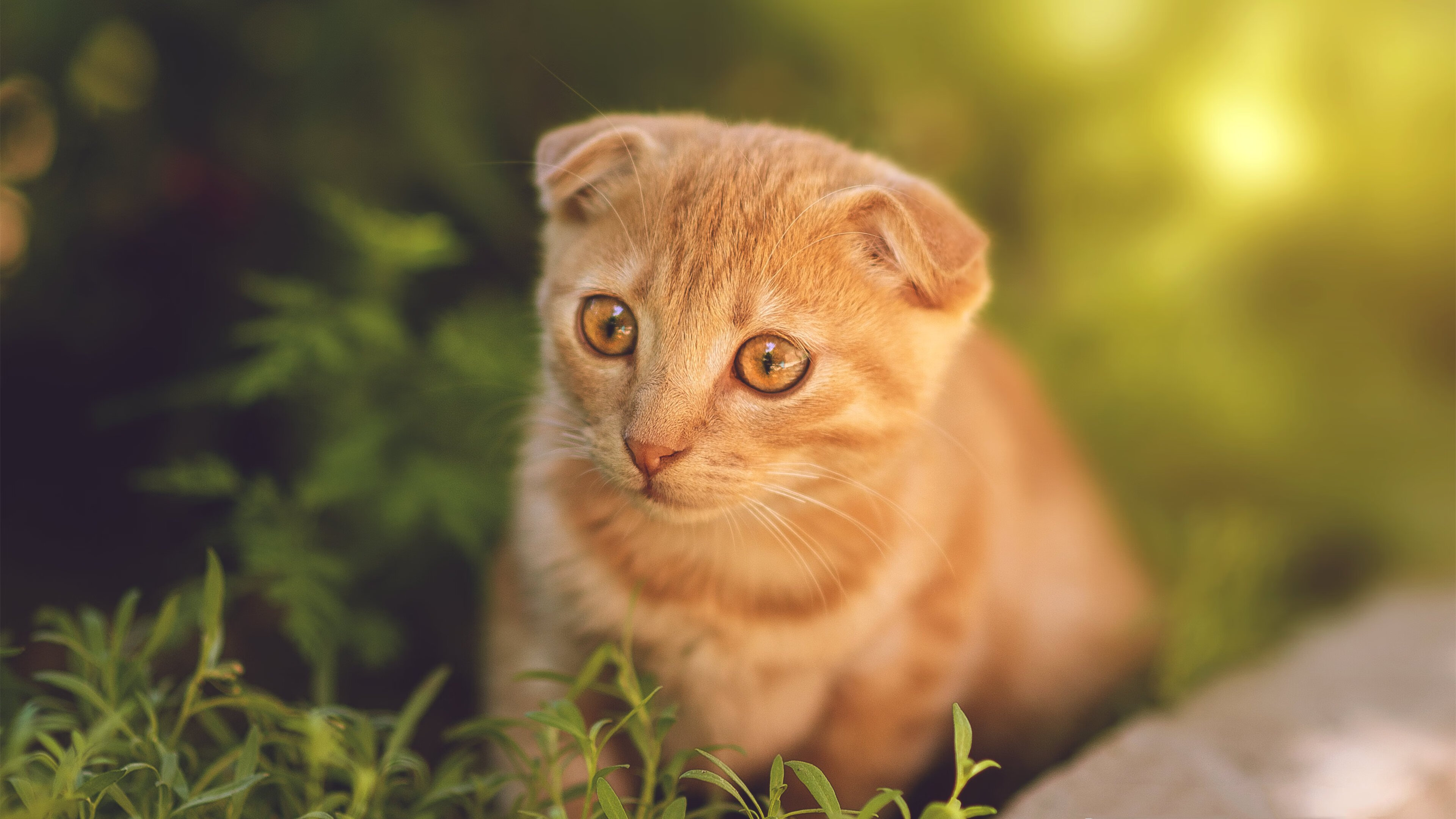 九游娱乐(jiuyou)官网-赛尔·阿尔斯塔：他为南非队带来力量与智慧，帮助球队迎接挑战